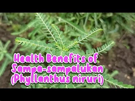 sampa sampalukan|Health Benefits of Sampa.